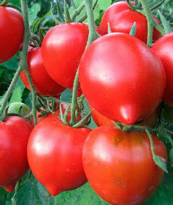 Томат юбилейный Тарасенко: описание и советы по выращиванию