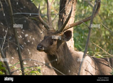 Sambar deer, India Stock Photo - Alamy