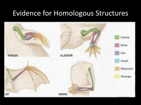 PPT - Homologous Structures PowerPoint Presentation, free download - ID:2513464