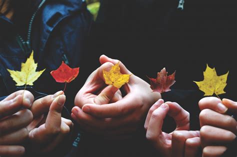 Free Images : hand, group, leaf, fall, flower, autumn, leafe