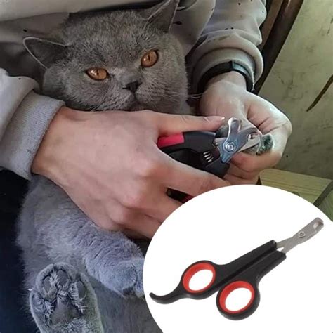 Кошка царапает диван что делать