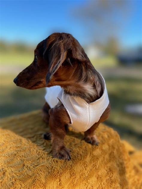 Miniature Dachshund Coat - Etsy