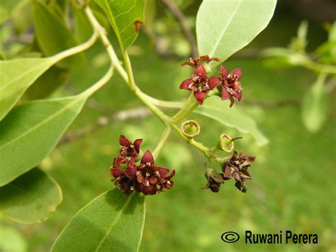 Flora Of Sri Lanka