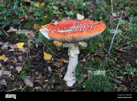 Fly Agaric Mushroom Amanita Muscaria Taken At Thornley Woods