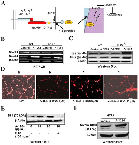 A Treatment Activates The Notch Dll Pathway In The Il