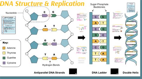 Dna Structure By Rachel Esquibel On Prezi