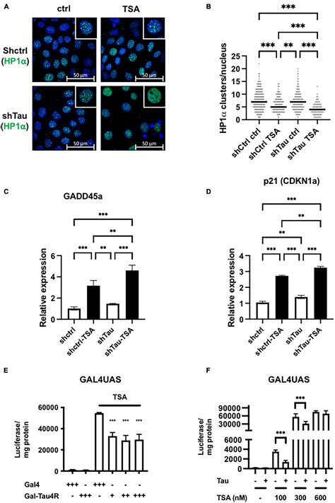 Frontiers Tau Stabilizes Chromatin Compaction