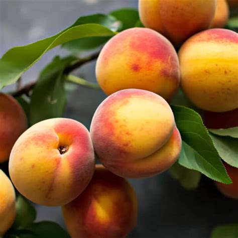 Types Of Peaches A To Z Defined Photos Butter N Thyme