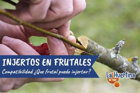 Compatibilidades De Injertos En Frutales La Huertina De Toni