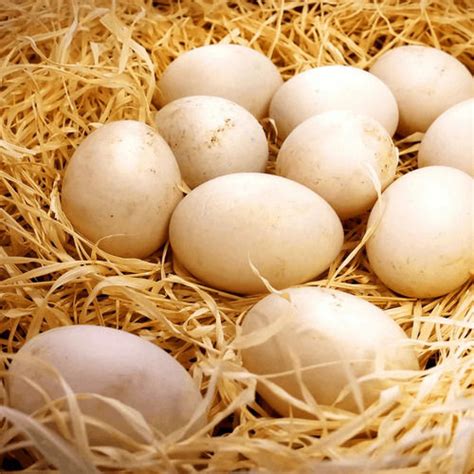 Duck Eggs For Bakery Use Human Consumption At Best Price In Jabalpur