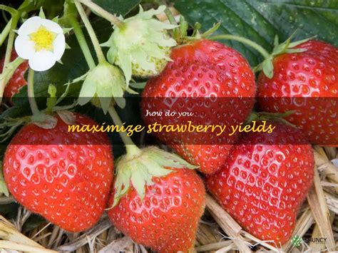 Maximizing Strawberry Yields Tips And Tricks For Success Shuncy