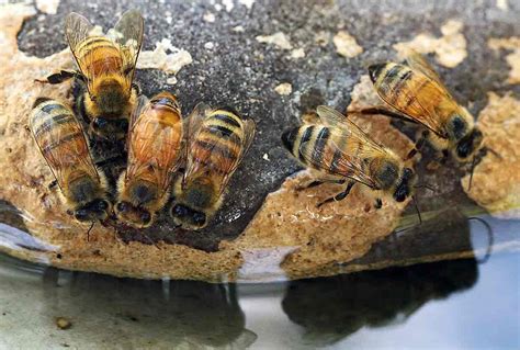 El Agua En Las Colmenas As Se Hacen Los Bebederos Para Abejas