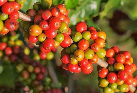 Ide Spesial Budidaya Kopi