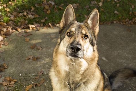 11 Best Sable German Shepherd Breeders In The US