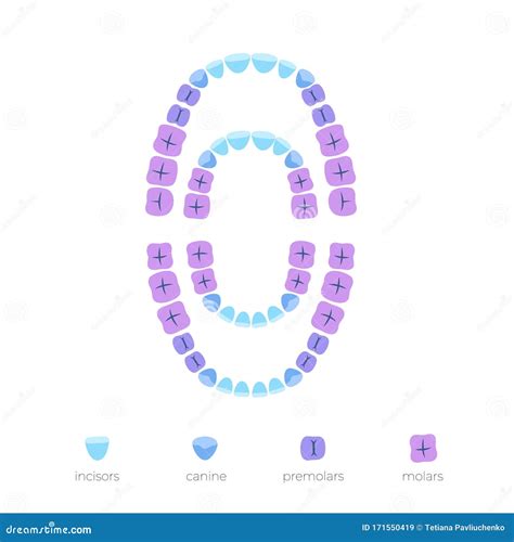 Permanent Upper Second Molar Tooth. 3D Illustration Of The Anatomy Of