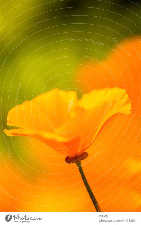 Kalifornischer Goldmohn Im Regen Ein Lizenzfreies Stock Foto Von