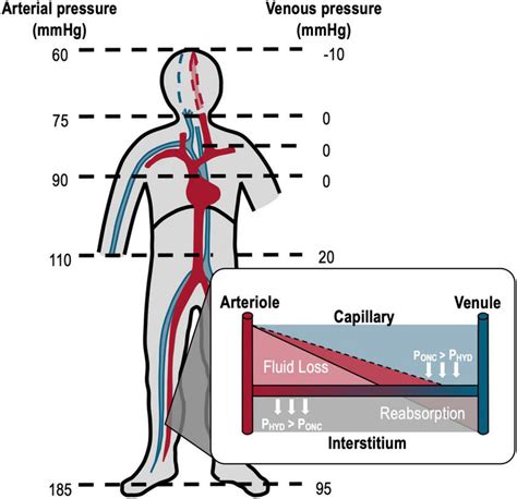 Effects Of Gravity On Arterial And Venous Pressures In An Upright