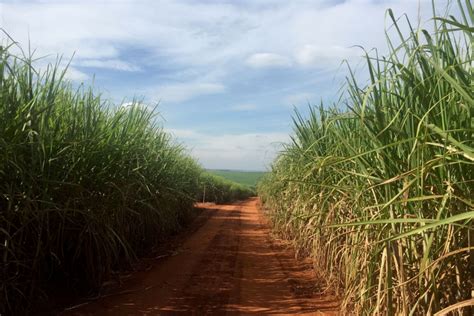 Moagem de cana cai mais de 30 no início da safra 2021 22 do centro sul