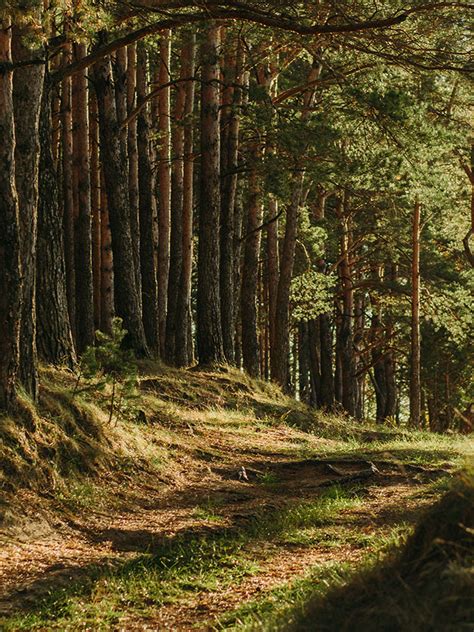 forests wwf magyarorszag