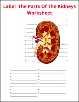 The Kidneys Diagrams Worksheet | The Kidneys of The Body Coloring/Labeling