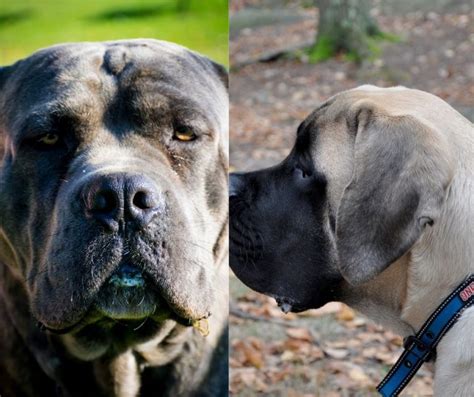 Cane Corso Vs English Mastiff: Choosing Your Gentle Companion