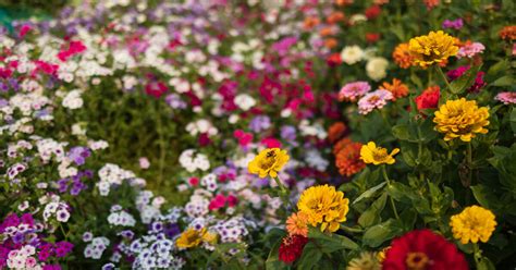 Fern's Flowers Garden | Explore Edmonton