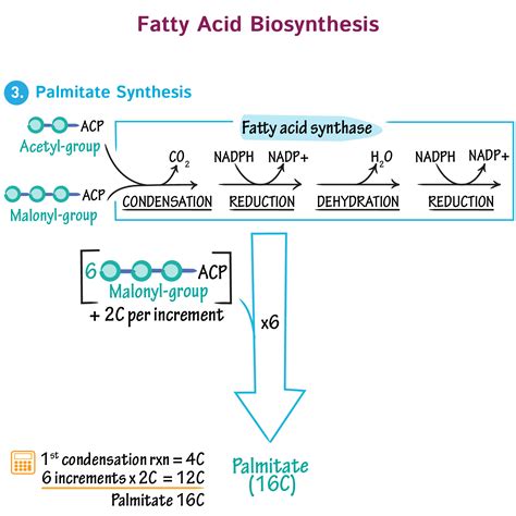 Biochemistry Glossary Fatty Acid Biosynthesis Ditki Medical And Biological Sciences