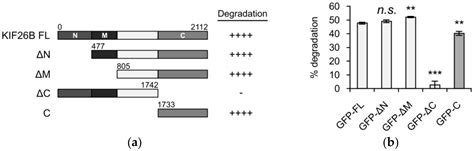 Genes Free Full Text Identification Of A WNT5A Responsive