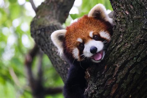 26 Cutest Animals Ever: The Alphabet's Most Adorable Wildlife From A to ...