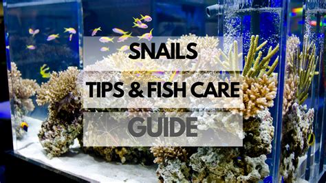 Snails Tips and Fish Care: Complete Fish Keeping Guide - Fishy Aquariums