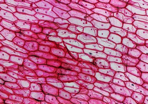 Onion Epidermal Cells Under Microscope