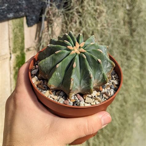 Ferocactus Glaucescens Cv Inermis Uhlig Kakteen More Than 5 000