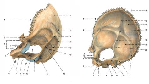 Os Occipitale Diagram Quizlet