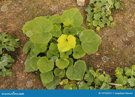 Planta De Calabaza Con Hojas Verdes Grandes En El Huerto Imagen De