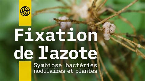 FIXATION DE L AZOTE SYMBIOSE BACTÉRIES NODULAIRES ET PLANTES YouTube