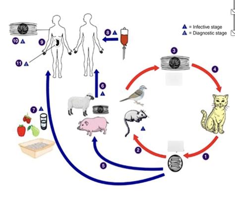 Toxoplasma Gondii Diagram Quizlet