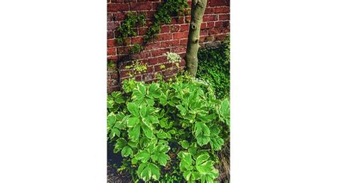 Plantes Les Vari T S Qui Aiment L Ombre Jardin Maison Plante