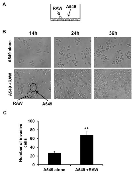 A A Direct Co Culture System Of RAW 264 7 Macrophages And A549 Cells