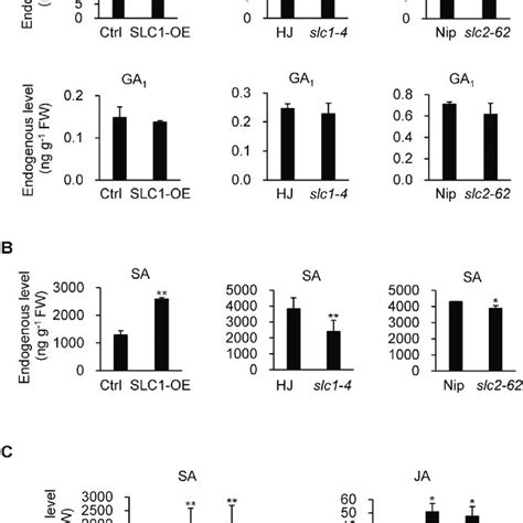 Slc Interacts With Knotted Like Homeobox Knox Proteins A Yeast