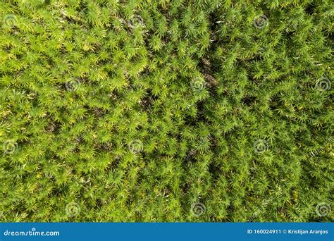 Aerial Top View of a Beautiful Marijuana CBD Hemp Field Stock Image ...