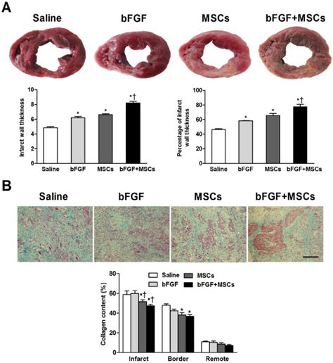 Combined Administration Of Basic Fibroblast Growth Factor Bfgf And