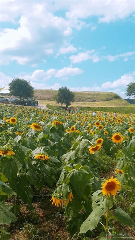 연천 호로고루 해바라기 축제 다녀왔어요 네이버 블로그