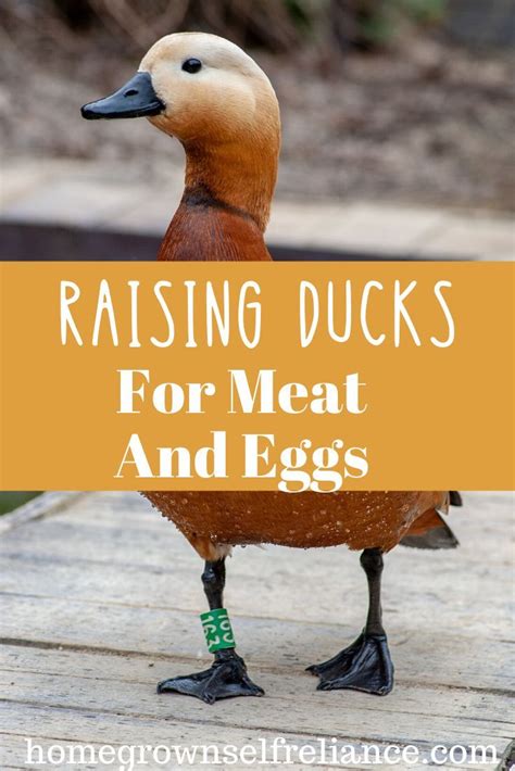 Raising Ducks Raising Goats Raising Chickens How To Raise Ducks