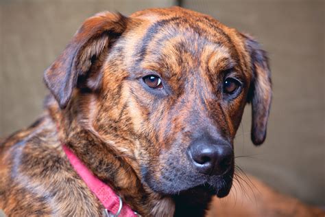 Plott Hound Dog Breed Characteristics Facts And Pictures