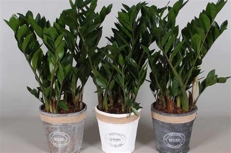 Горшки для суккулентов (стеклянные, плоские): кашпо для суккулентов ...