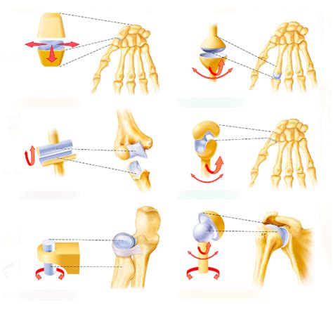 Types Of Joints Labeling Diagram Quizlet