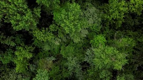 drones eye view  aerial top  vi stock video pond