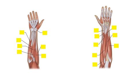 Muscles That Move The Hand Diagram Quizlet