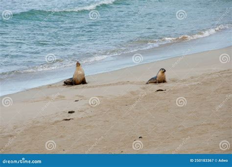 Seal Bay Conservation Park stock image. Image of colony - 250183367