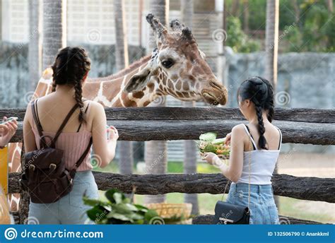 Chiang mai Night Safari editorial image. Image of animal - 132506790